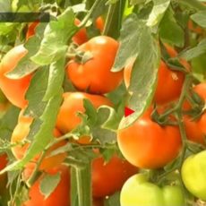 Современную теплицу мощностью 36 тыс. тонн томатов в год построят в Шымкенте Помидоры в теплице