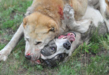 Собак отдают на растерзание за определенный приз Собачьи бои