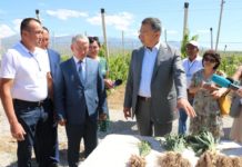 Виноград и яблоки, выращенные в Толебийском районе, отменного качества Толебийский район