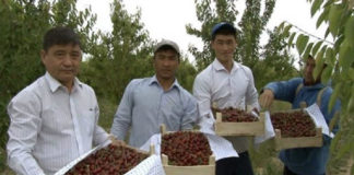 К 20-летию Астаны в ЮКО соберут 20 тонн черешни К 20-летию Астаны в ЮКО соберут 20 тонн черешни