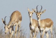 В ЮКО создан фазанарий для увеличения численности диких животных В ЮКО создан фазанарий для увеличения численности диких животных