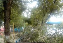 Сильный ветер наломал дров в Шымкенте