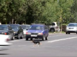 Щенок в Шымкенте учит людей соблюдать правила дорожного движения