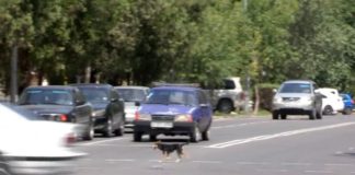 Щенок в Шымкенте учит людей соблюдать правила дорожного движения Щенок в Шымкенте учит людей соблюдать правила дорожного движения