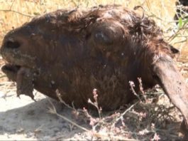 Бараньи головы и внутренности скота обнаружили жители одной из улиц Шымкента