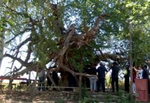 Древнему тутовнику в селе Карнак почти 1300 лет