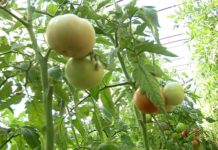 Карнак завалил Кентау и Туркестан сельхозпродукцией