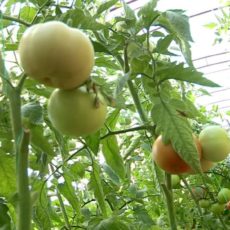 Карнак завалил Кентау и Туркестан сельхозпродукцией
