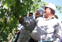 Россияне научили сарыагашцев выращивать богатый урожай орехов