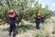 На трансформаторном заводе в Кентау собирают… дары природы сбор плодов