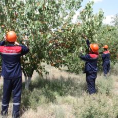 На трансформаторном заводе в Кентау собирают… дары природы сбор плодов