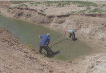 Из-за нехватки воды КХ Туркестанской области оказались на грани банкротства