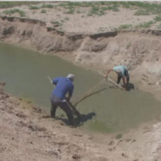Из-за нехватки воды КХ Туркестанской области оказались на грани банкротства
