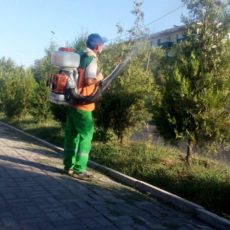 В Шымкенте деревья защищают от вредителей