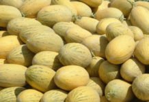 Житель Тюлькубасского района обманул иностранца: ни миллионов, ни дынь дыни