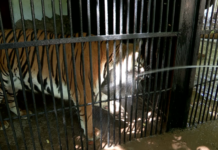 Как переносят +45 градусов животные в Шымкентском зоопарке