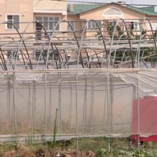 Жители микрорайона Асар в Шымкенте забросили тепличное дело