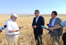 В Туркестанской области началась уборка урожая сбор урожая