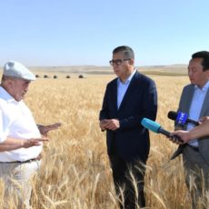 В Туркестанской области началась уборка урожая сбор урожая