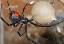 Каракурты атакуют шымкентцев