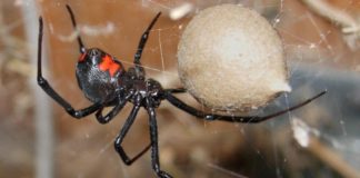 В Шымкенте в атаку пошла черная вдова