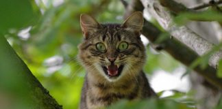 Как кошки чувствуют негативную энергию в доме