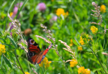 Званые и желанные гости