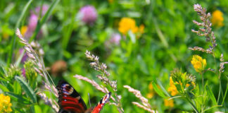 У каких знаков Зодиака начнется белая полоса летом 2021