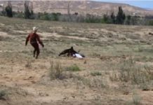 Нападение беркута на девочку на Иссык-Куле сняли на видео нападение беркута