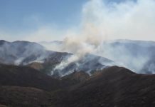 Степные пожары в Туркестанской области наносят большой ущерб