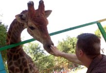 Жираф Астана по буйному «братишке» не скучает