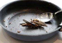 Особая диета выживания, если совсем не хватает денег на еду таракан