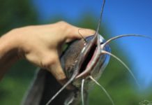 В Шардаринском районе разводят африканского сома