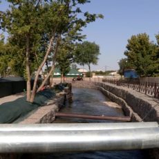 В Шымкенте по факту гибели рыбы на Кошкарате заведено уголовное дело Кошкарата