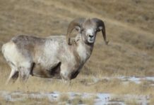 В Туркестанской области задержали охотившихся на архара браконьеров архары