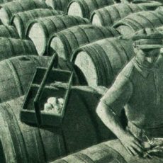 Виноградники в Казахстане: как они расцвели и как их погубили
