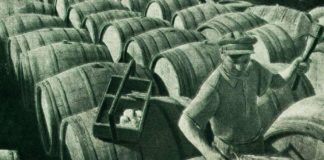 Виноградники в Казахстане: как они расцвели и как их погубили