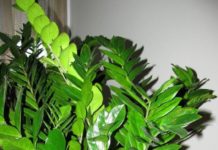 Долларовое дерево: приметы и суеверия, где поставить