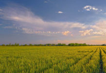 Мошенник из Сайрамского района обвел вокруг пальца жителя Шымкента, пообещав ему земельный участок