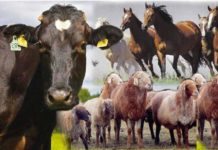 В Туркестанской области развивают якорную кооперацию