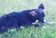 Преданный пес вторые сутки ждет умершего хозяина у больницы