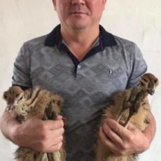 В Шымкентском зоопарке получен первый страусиный приплод