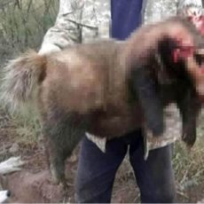 Барсука размером с медведя ради забавы убили на Шардаринском водохранилище барсук