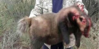 Барсука размером с медведя ради забавы убили на Шардаринском водохранилище барсук