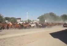 Табун лошадей пронесся по улицам Жетысая Туркестанской области табун лошадей