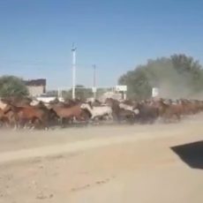 Табун лошадей пронесся по улицам Жетысая Туркестанской области табун лошадей