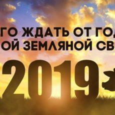 Предупрежден — значит вооружен: что готовит нам год Желтой Земляной Свиньи Желтая Земляная Свинья