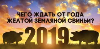 Предупрежден — значит вооружен: что готовит нам год Желтой Земляной Свиньи Желтая Земляная Свинья