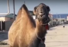 «Поющего» верблюда сняли на видео в Мангистау