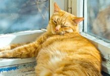 Мужчину доставили в больницу после того, как на него рухнул кот